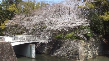 石垣に咲いた桜がお堀に向かって枝を垂らしている