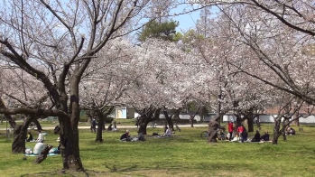 桜の木の下で人々が座っている