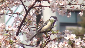 桜の木の枝に鳥がとまっている