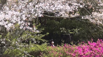 桜を見上げる人