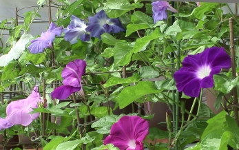 青や紫の花をつけたアサガオ