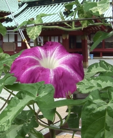 大きな紫色の花をつけたアサガオ