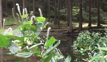 池の周りに半夏生が花をつけている