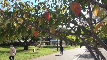 駿府城公園内の葉っぱが、緑や赤など様々な色になっている