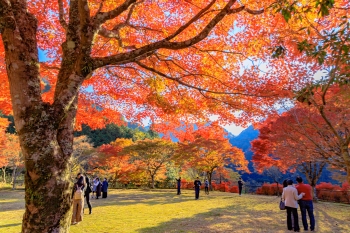 人々が紅葉した大きな木の下で写真を撮っている