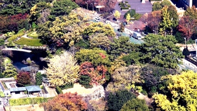眼下に赤や黄色に色づいた駿府城公園の木々が見えている