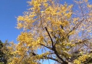 葉が黄色に染まった木々