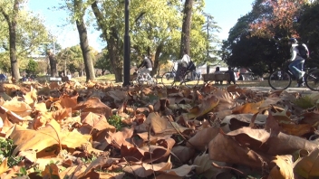 地面に落ちた枯葉の横を自転車に乗った人々が通り過ぎている