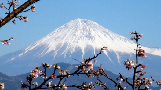 桜の花の間から白く雪を被った富士山が見えている