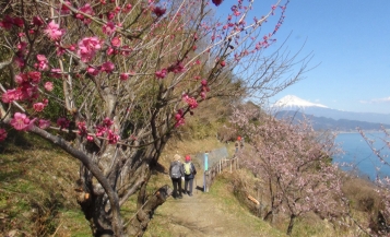ハイキングコースの脇に咲く梅の花と遠くに見える富士山