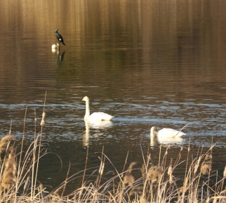 水面を泳ぐ2羽の白鳥