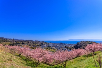 眼下に濃いピンク色に彩られた桜と駿河湾が広がっている