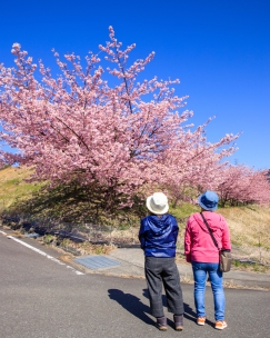 二人組が満開の桜を下から見上げている
