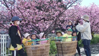 保育園の園児が見ごろを迎えた河津桜を眺めている