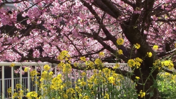 ピンク色の桜の下に黄色い菜の花が咲いている