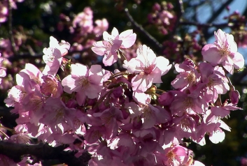 満開を迎えた河津桜の枝にはたくさんの花が咲いている
