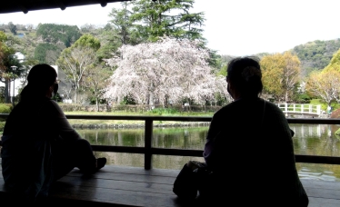 池のほとりから満開の桜を眺める人々