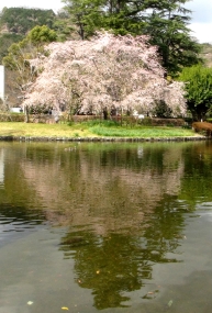 水面に映るしだれ桜