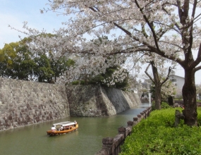 お堀の周りに桜が咲く中、水面を進む葵舟