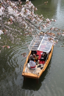 葵舟が桜の木の下を通っている
