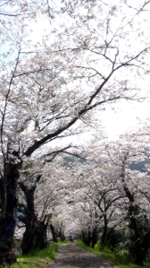 道の両側に咲く桜の木がアーチをつくり、桜のトンネルになっている