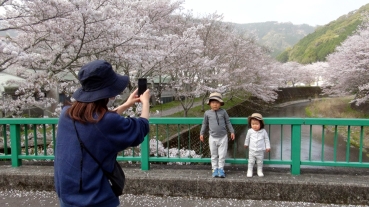 桜のトンネルと水見色川を背景に写真を撮っている