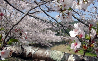 桜の枝には満開になった花が所狭しと咲いている