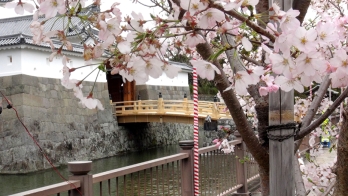 東御門橋のそばに桜が咲いている