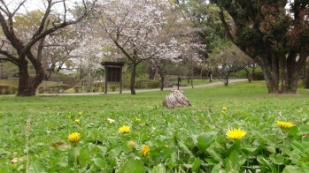 駿府城公園の中に咲いたたんぽぽの上に桜が咲いている