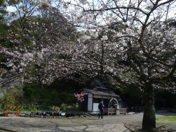 清水公園内の桜が満開に近い状態で咲いている