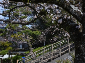 公園内の階段の両側に桜が咲いている