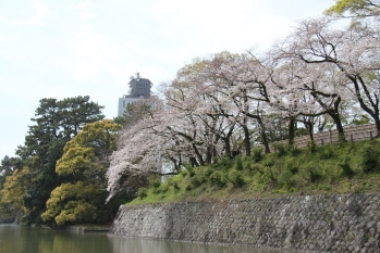 駿府城公園のお堀の周りに多くの桜が咲いている