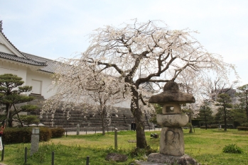 駿府城公園内の桜がきれいに咲いている
