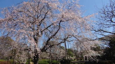 青空を背に鮮やかな薄いピンクの花を魅せるしだれ桜