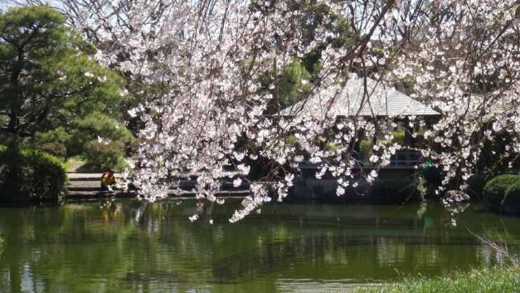 池と垂れるように画面に写るしだれ桜