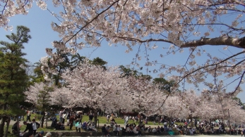 駿府城公園では綺麗な桜が咲いていました