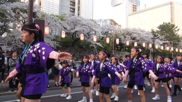 夜桜乱舞を踊る紫の法被を着た子供たち