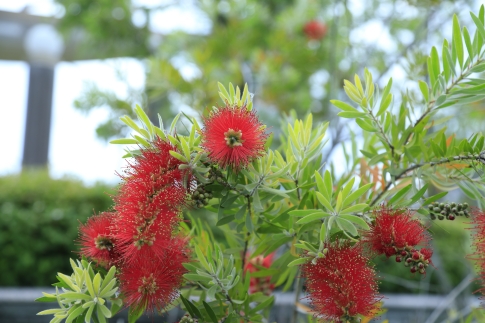 キンポウジュ スプレンデンスの赤い花