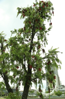大きな木に花をつけるキンポウジュ スプレンデンス