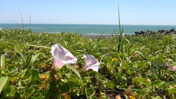ハマヒルガオの咲く場所のすぐ奥には海が見える