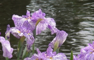 薄い紫色の花を咲かせる花菖蒲