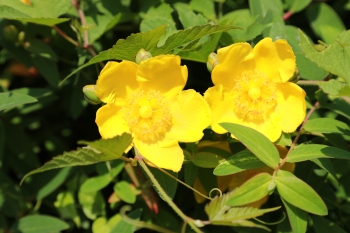 鮮やかな黄色の花を咲かせた金糸梅