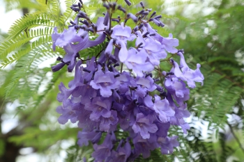 紫色の小さな花を密集させて咲かせるジャカランダ