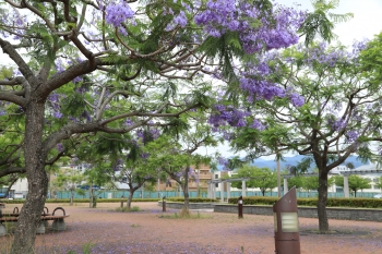 紫色の花に彩られた公園