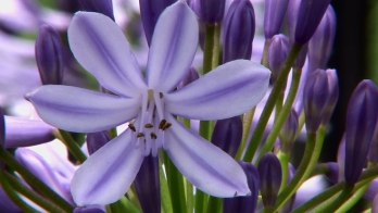アガパンサスの花は六つの花びらで構成されている