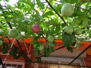 木に実るパッションフルーツ。未熟な緑の実がついている