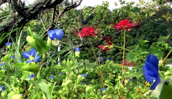 青い花の奥に咲く赤い彼岸花