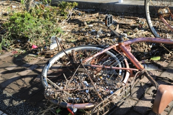 流木にまみれた自転車