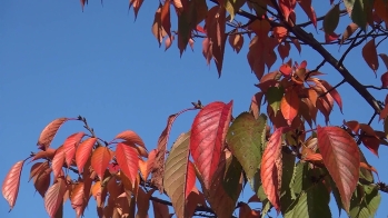 葉が赤くきれいに染まり始めている
