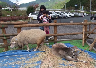 羊を見る母と娘